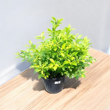 Duranta Erecta